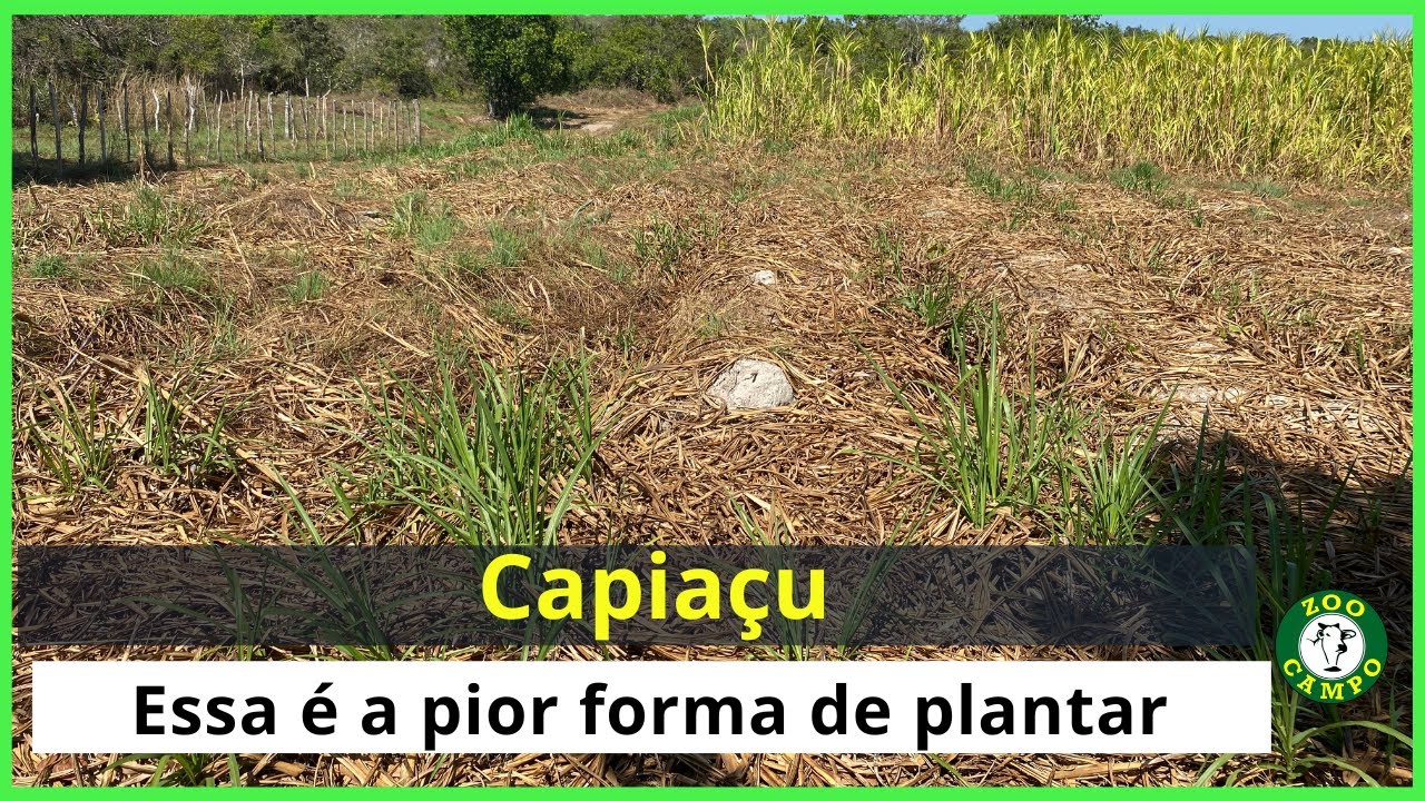 Forma errada de plantar o capiaçu