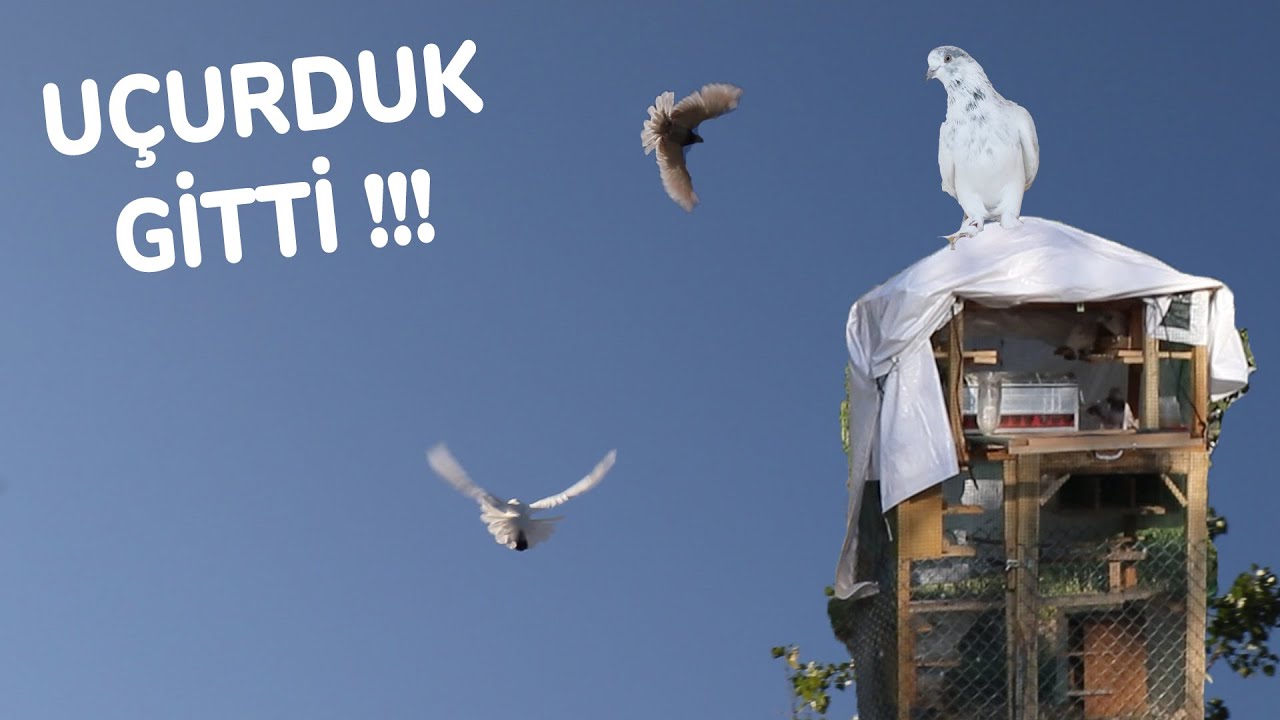 Van G&uuml;vercinlerimi U&ccedil;urdum Biri Gitti Gelmedi !
