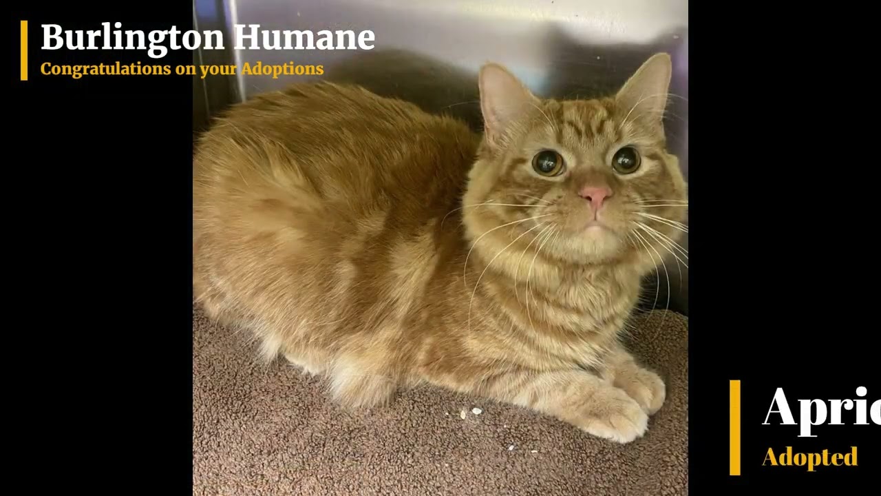 Congratulations on your Adoptions (November 24 - 30, 2024)