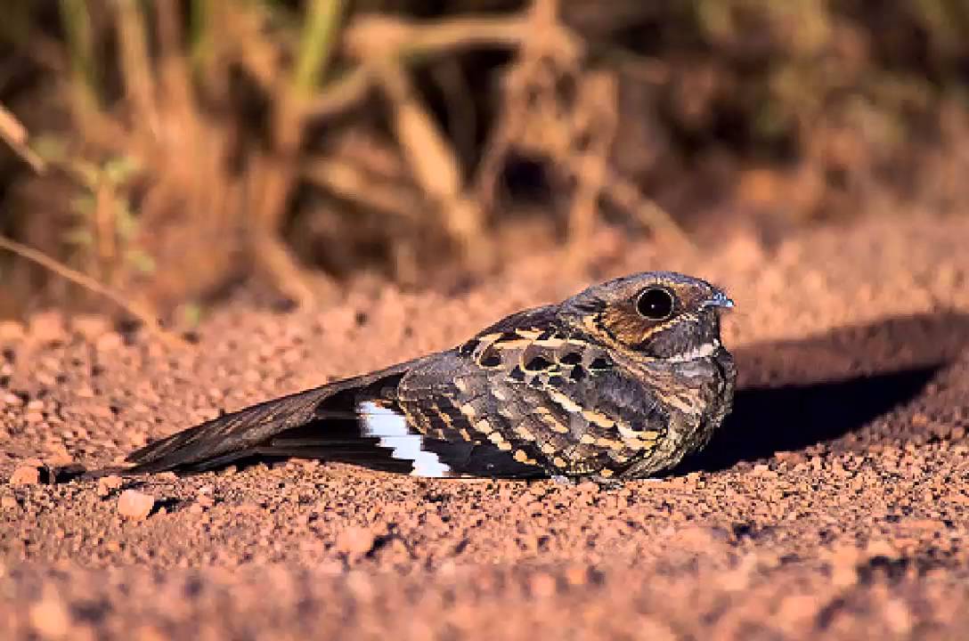 Chotacabras Pauraque Cantando Sonido para Llamar El Mejor