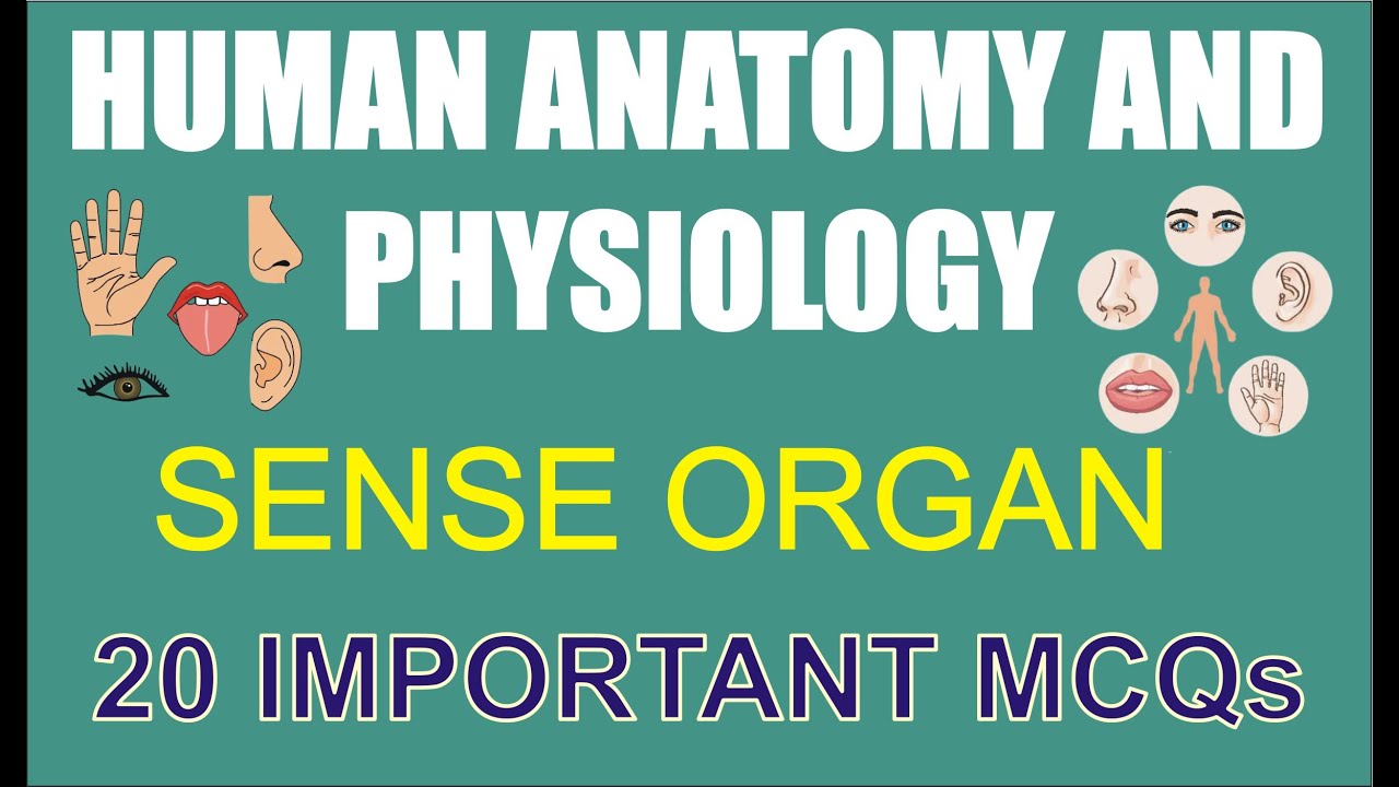 SENSE ORGANS | 20 IMPORTANT MCQs | HUMAN ANATOMY AND PHYSIOLOGY