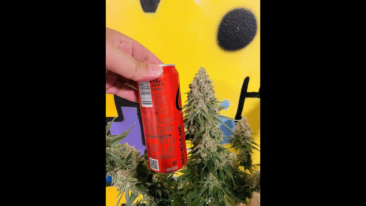 Super Lemon Haze  - Green House Seed Company