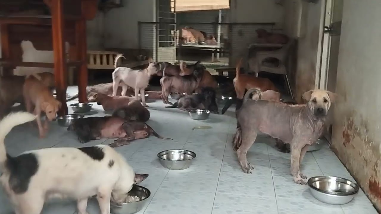 Bữa cơm đầy tình yêu thương của mọi người dành cho các bé chó mô côi 