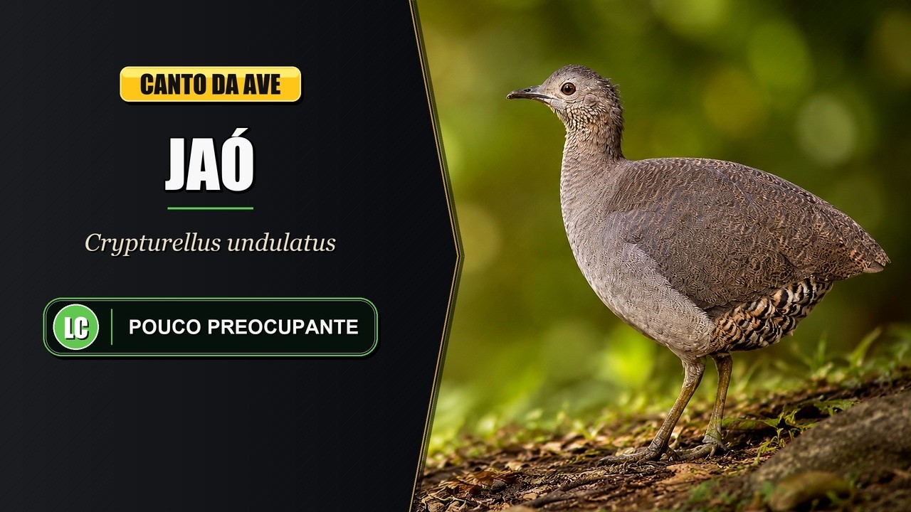 Canto do Jaó | Undulated Tinamou Singing | Crypturellus Undulatus