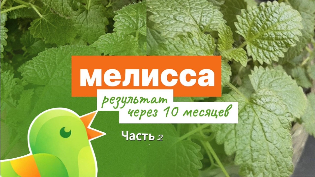 Почему у мелиссы сохнут листья? Обрезка и укоренение черенков