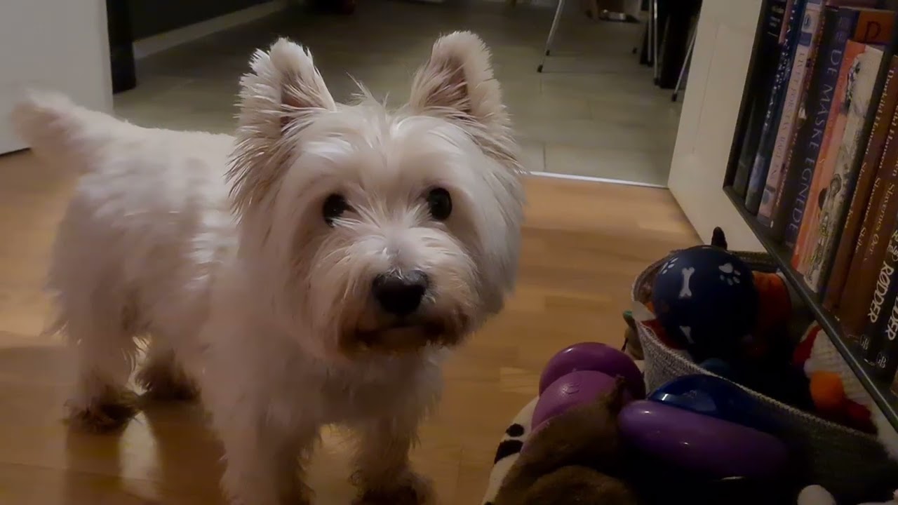 my 10y.o talking dog loving his belly rub
