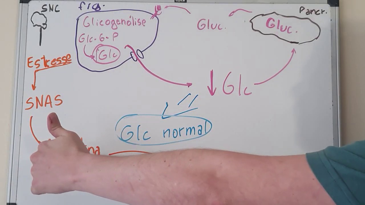 Manutenção da glicemia no jejum