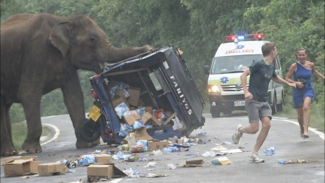 A heart attack by an angry wild elephant😱