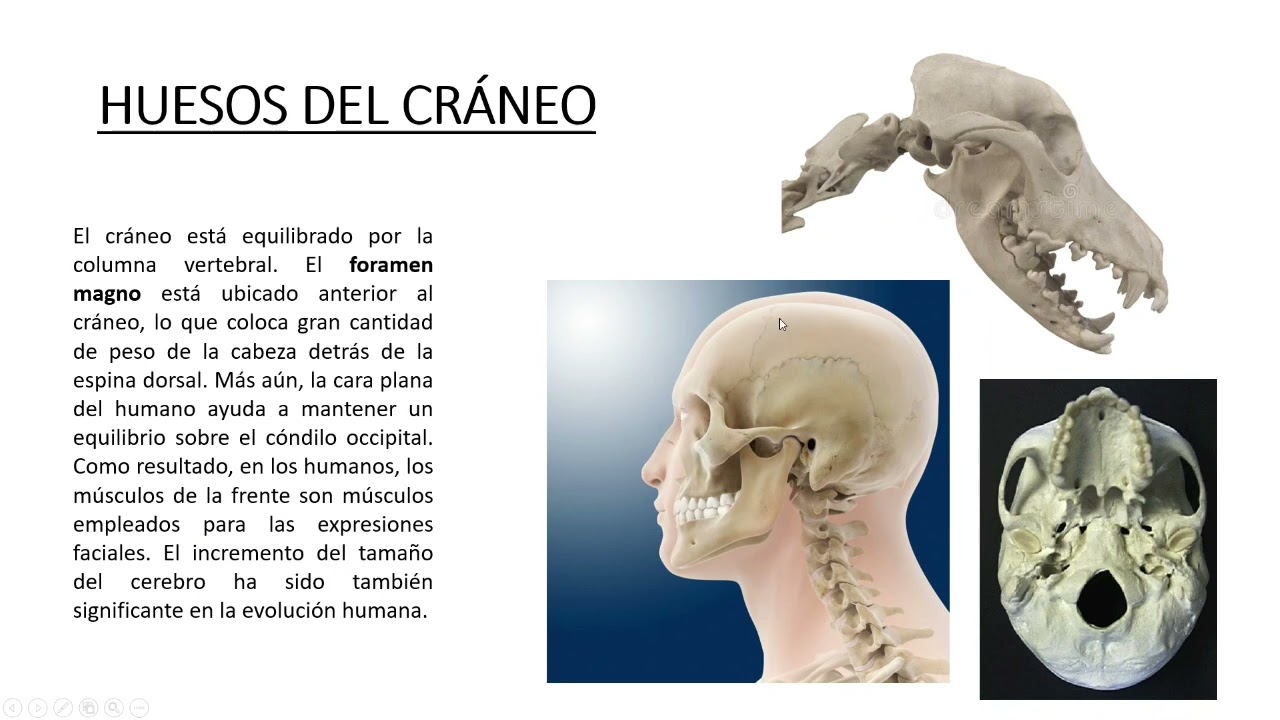 MODIFICACIONES POR BIPEDISMO