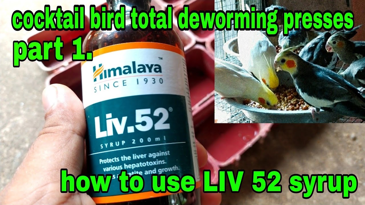 cocktail bird total deworming part 1| how to use LIV 52 syrup for cocktail bird |LIV 52 use for bird