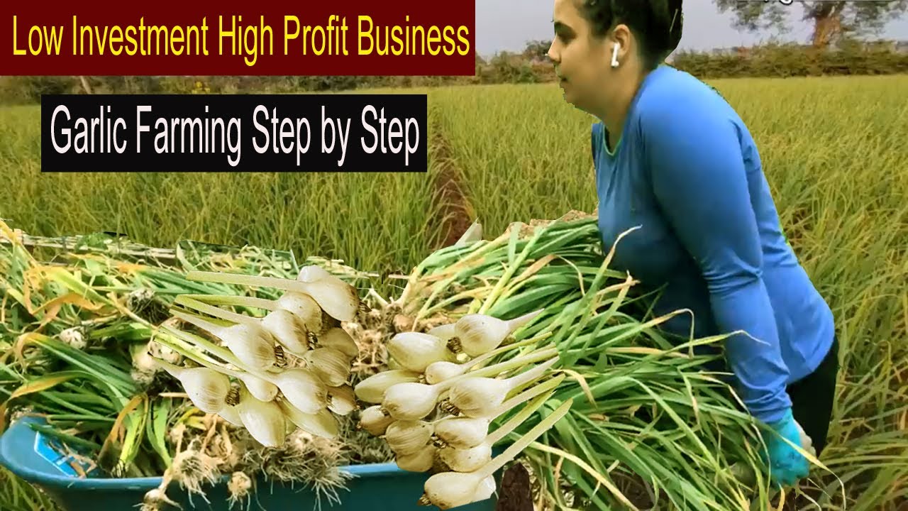 How to Start Business Garlic Farming - How to Grow Garlic Step by Step - Garlic Farm Business Ideas