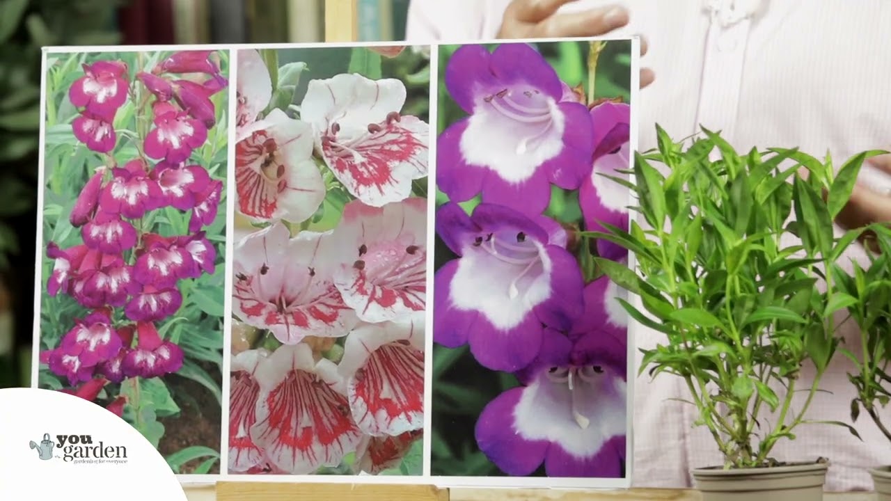 Penstemon Mix