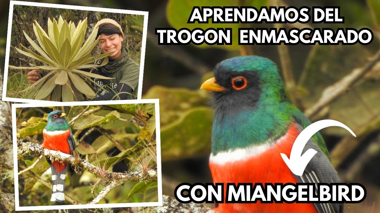 Trogon Enmascarado/Masked Trogon/Trogon Personatus (24/1941) #miangelbird #avesdecolombia #pajaros