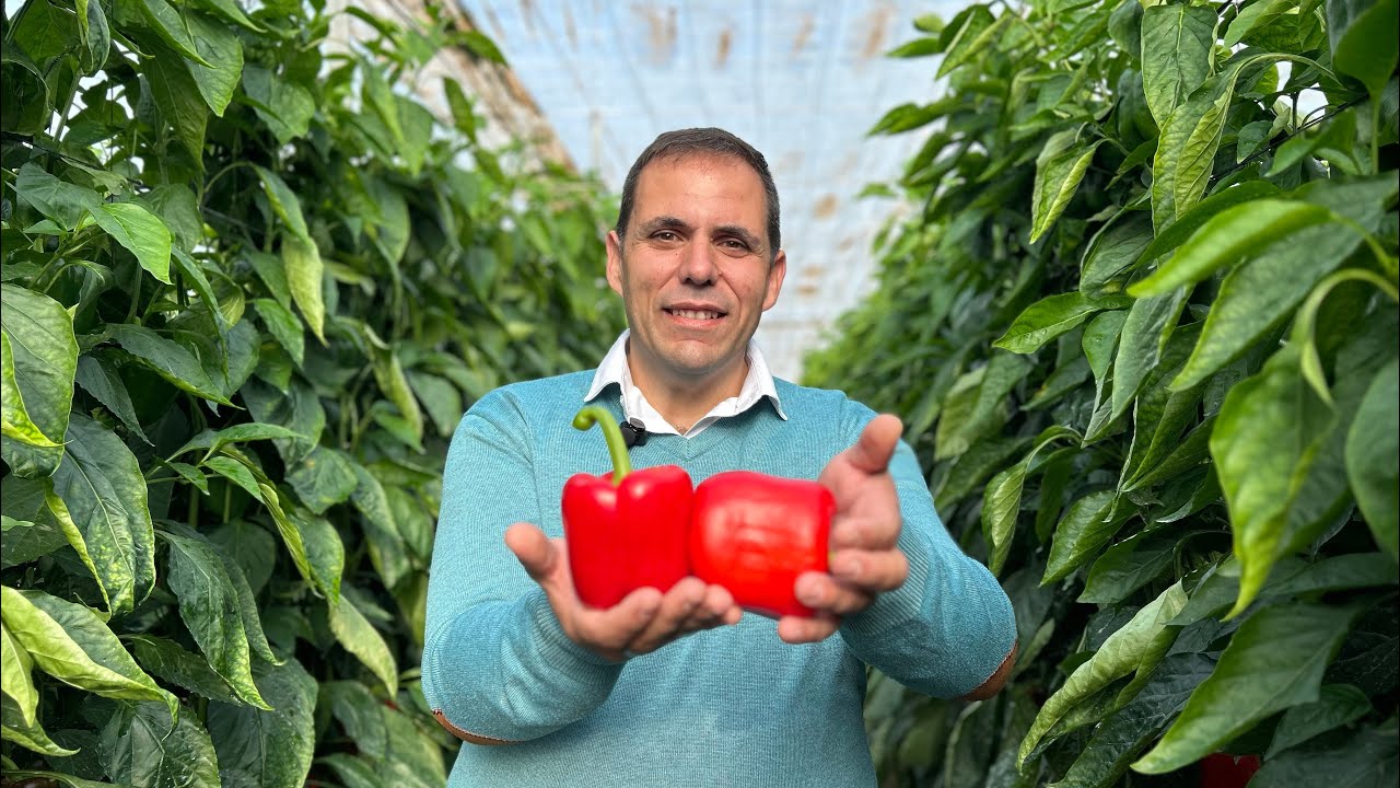 Basf Nunhems: pimientos del Olimpo