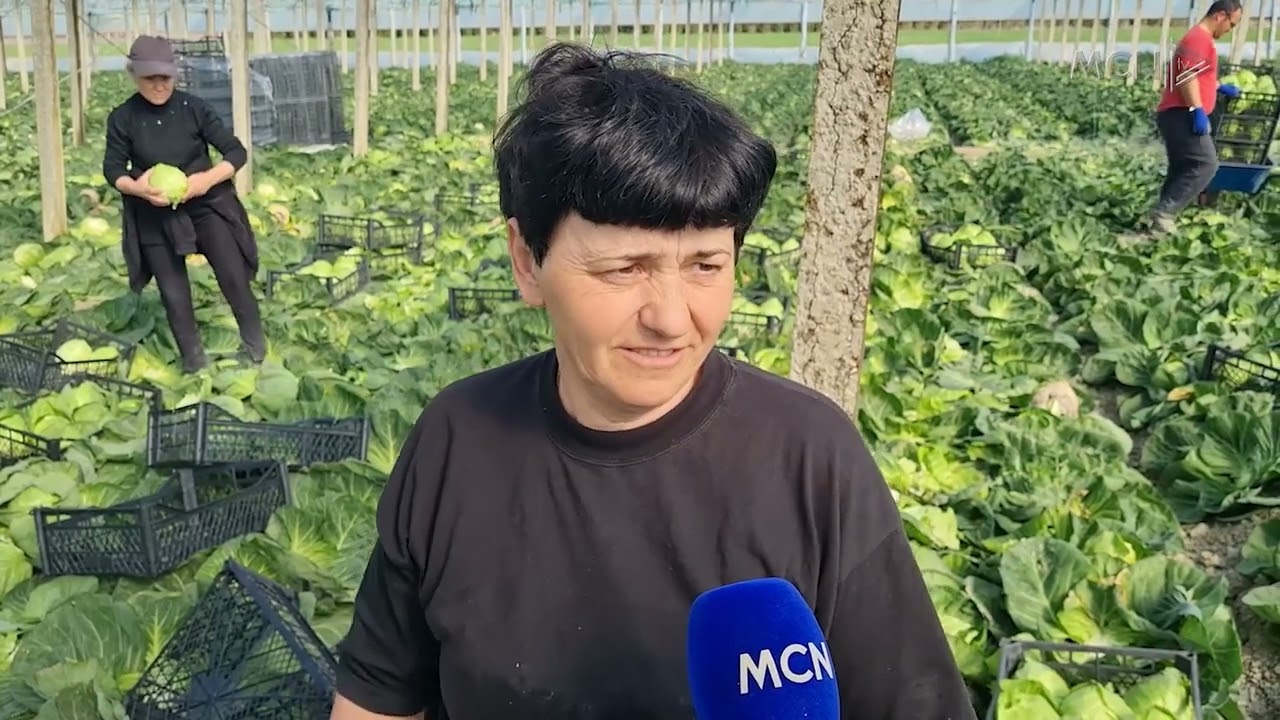 Rritet çmimi i lakrës në Lushnjë / Prodhuesit e eksportojnë produktin me 80 lekë kg