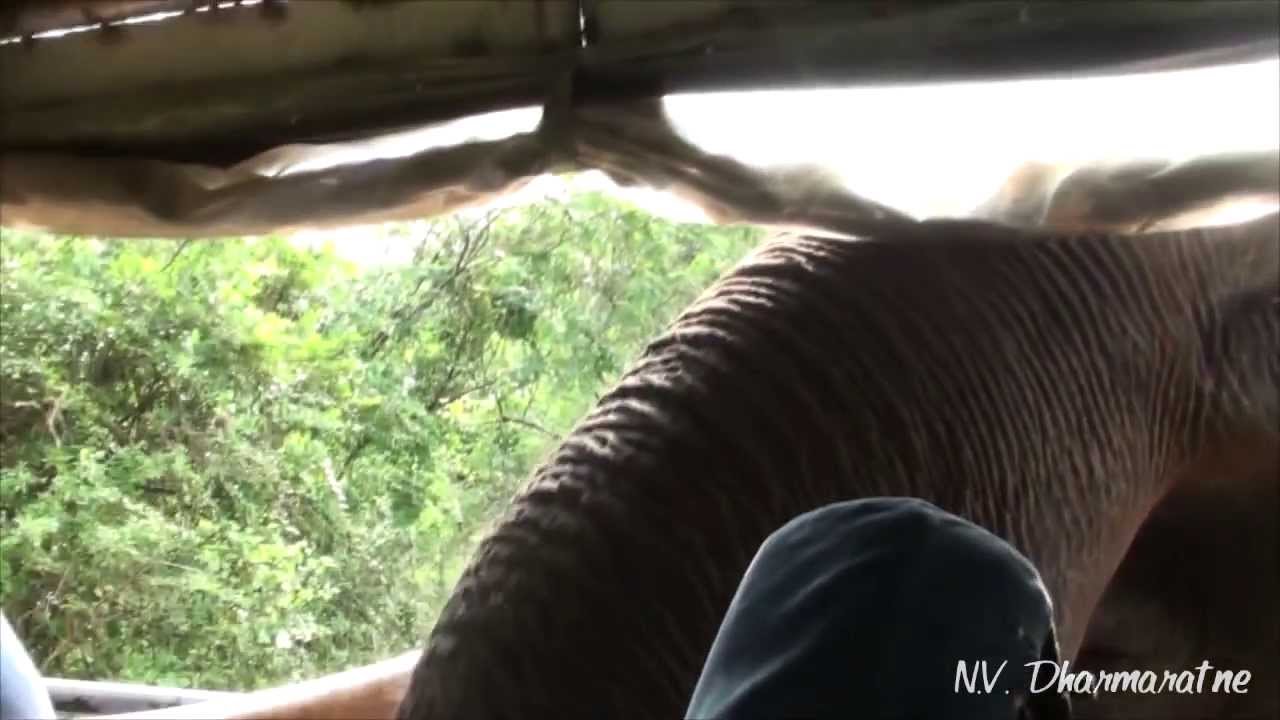 Elephant Looting a Safari Jeep at Yala National Park Sri Lanka (Gemunu)