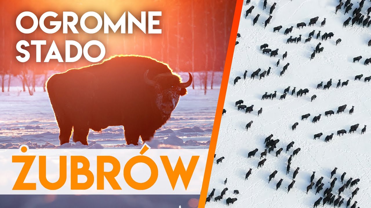 ŻUBRY. Jak wielkie są stada żubrów w Polsce?! 🐂 Znalazłem je za pomocą aplikacji!