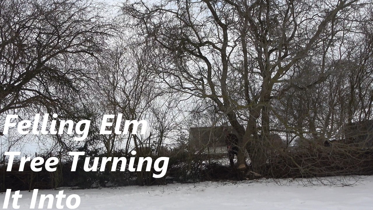 Felling an elm tree and turning it into firewood to tree too close to one another