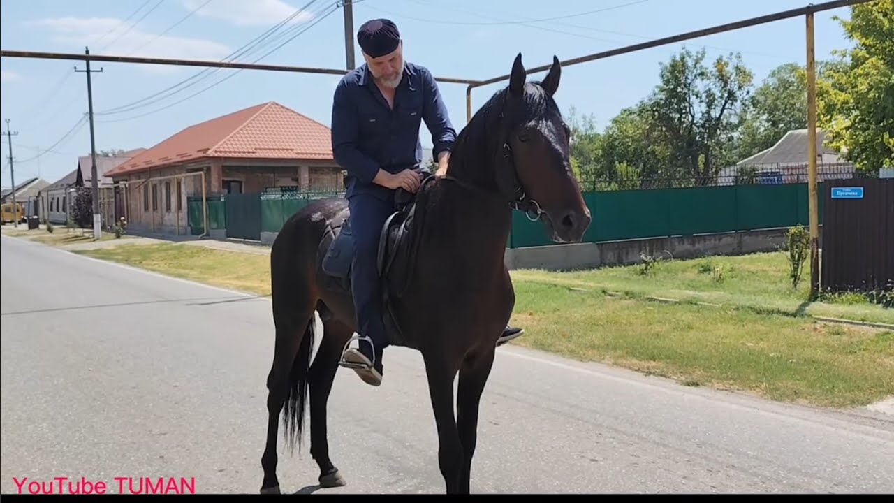 Продается Жеребец Англо-Карачай. 