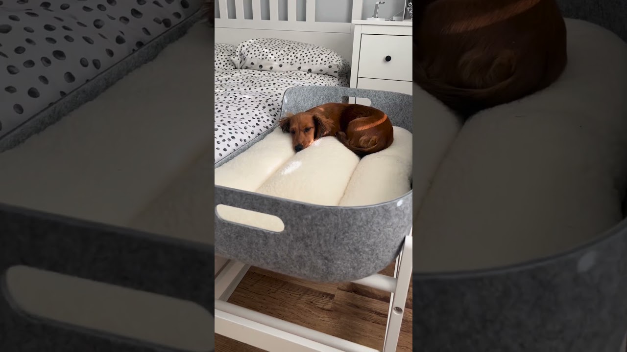 Winnie the Mini Dachshund&rsquo;s Dreamy New Bed! 💤🐾 Pup & Kit Petnest & Bedside Stand from Dogs Dogs Dogs