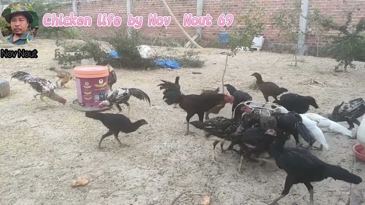 A joyful moment for chickens with the food they love. Chicken fie by Nov nout 69