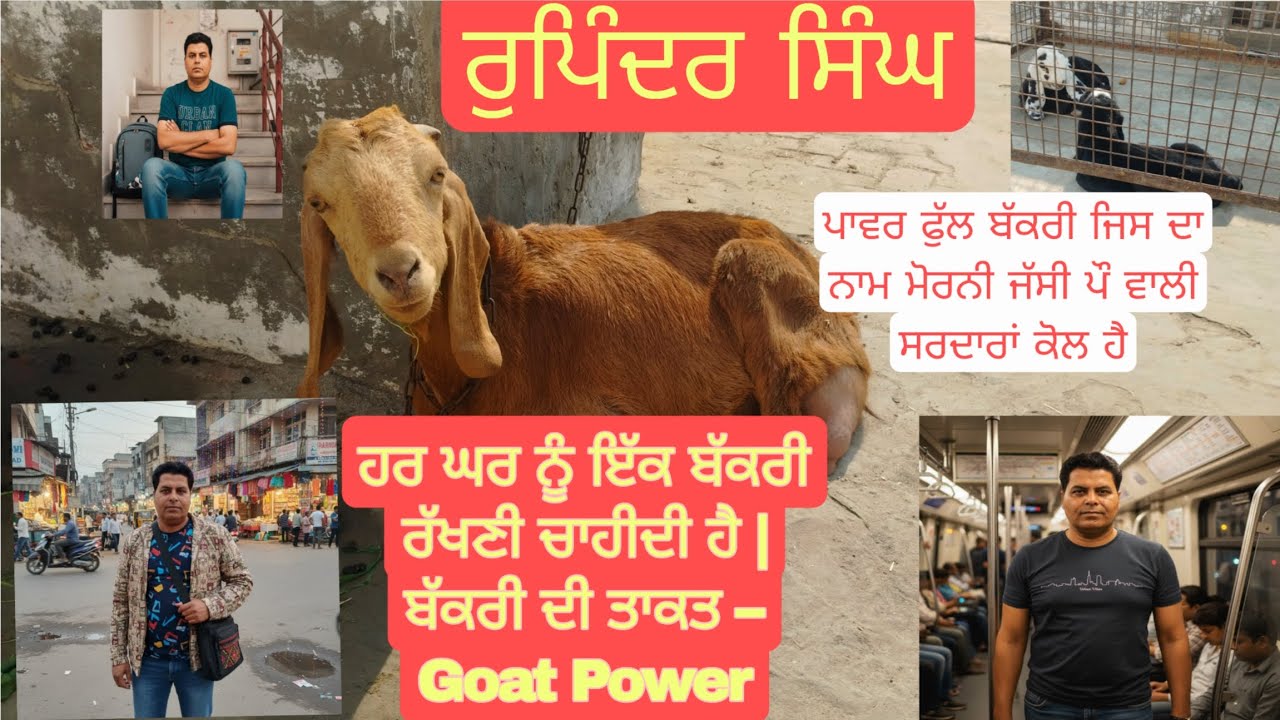 ਹਰ ਘਰ ਨੂੰ ਇੱਕ ਬੱਕਰੀ ਰੱਖਣੀ ਚਾਹੀਦੀ ਹੈ | ਬੱਕਰੀ ਦੀ ਤਾਕਤ – Goat Power