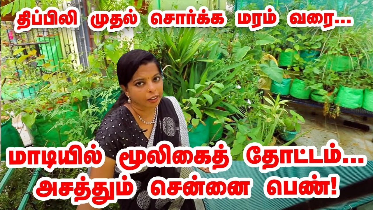 மாடியில் மூலிகைத் தோட்டம்... அசத்தும் சென்னை பெண்! | How to grow herbs ? | Pasumai Vikatan