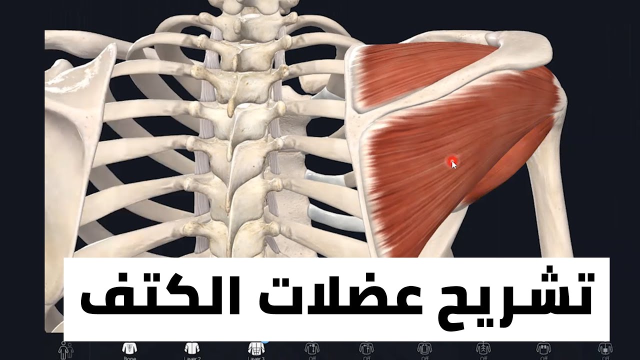 تشريح عضلات الكتف