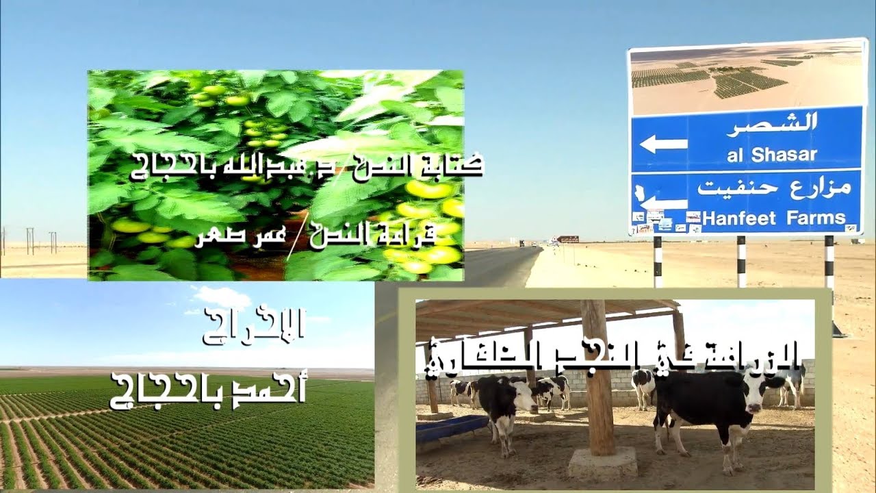 نجاح تجربة استزراع النجد في محافظة ظفار