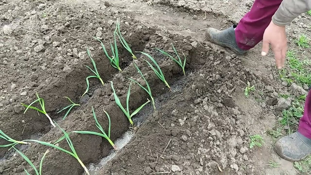 Як і який часник ми садимо весною.