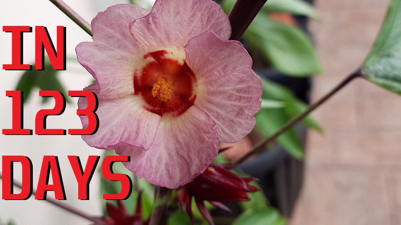 How to grow Roselle (Hibiscus Sabdariffa)