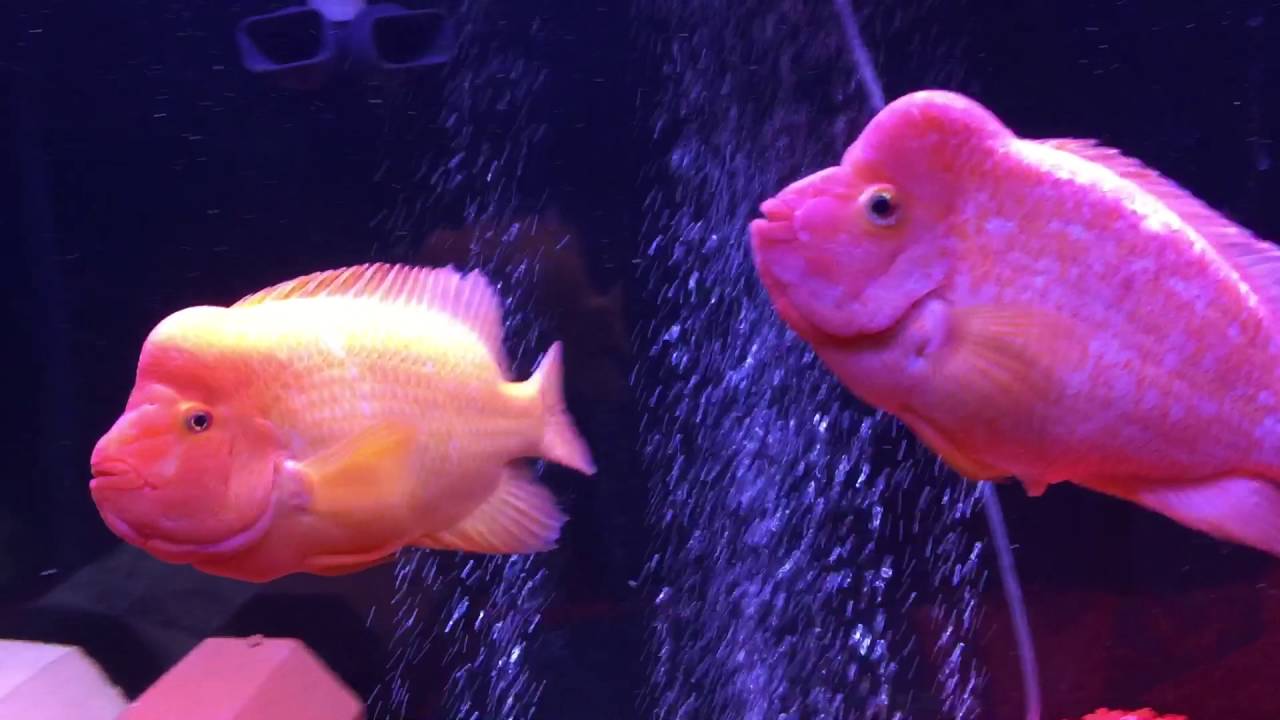 Midas Cichlid breeding pair