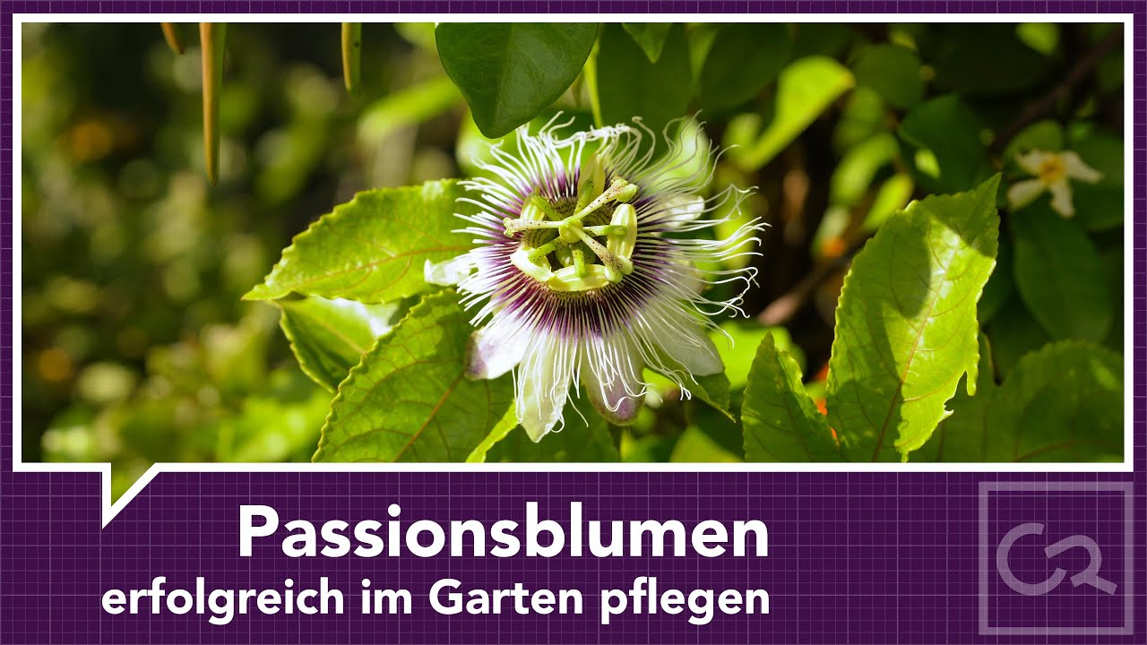 Passionsblumen im Garten pflegen