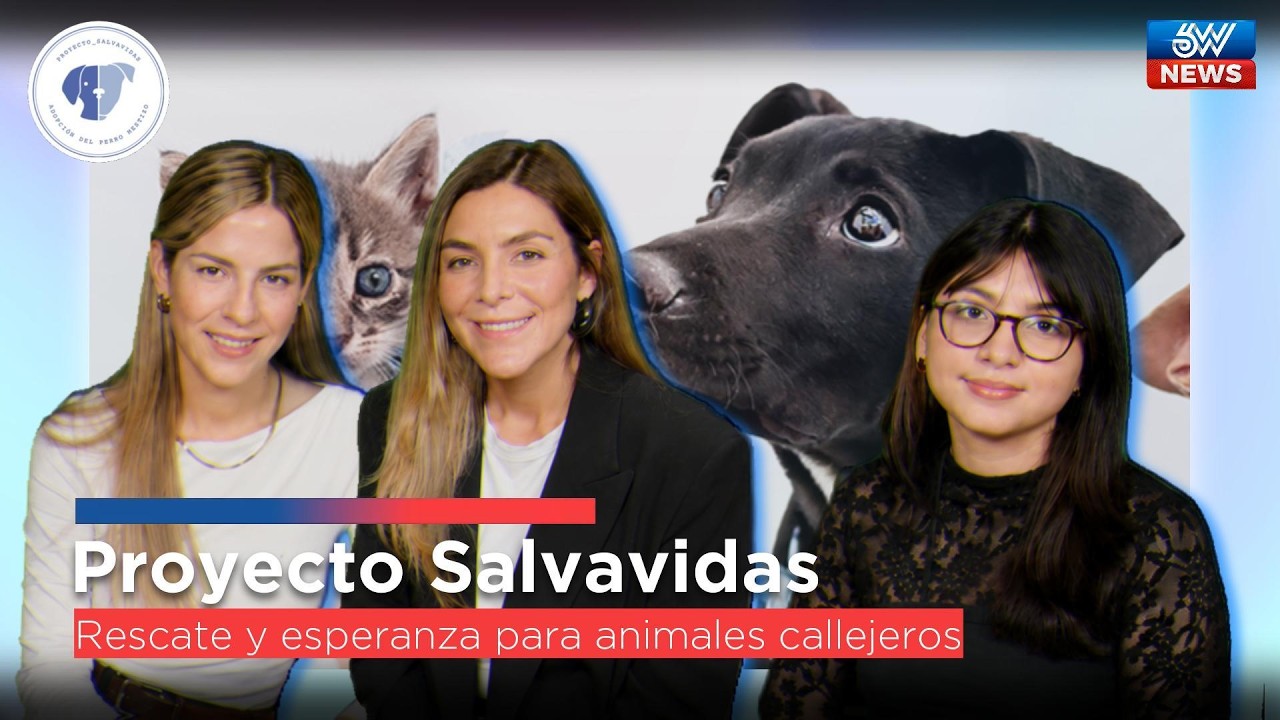 Proyecto Salvavidas: La lucha por cambiar la vida de perros y gatos callejeros