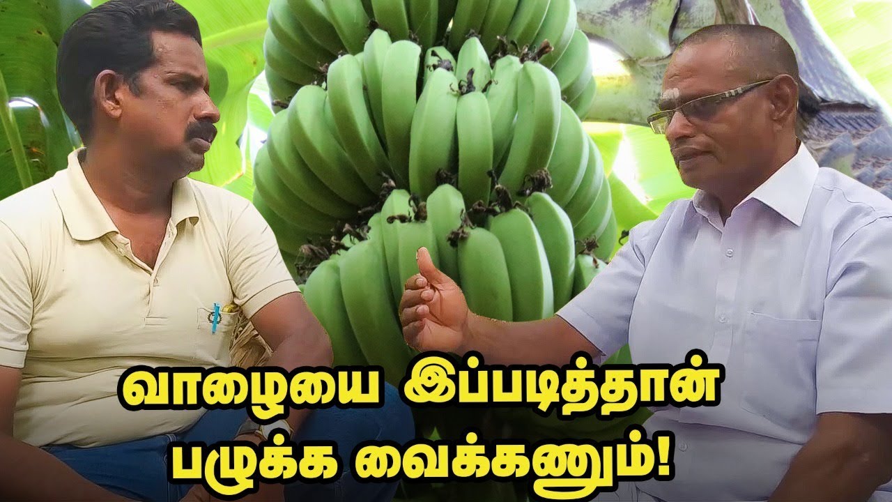 இயற்கையில் வாழை சாகுபடி... வருமானம் பெறுவது எப்படி?