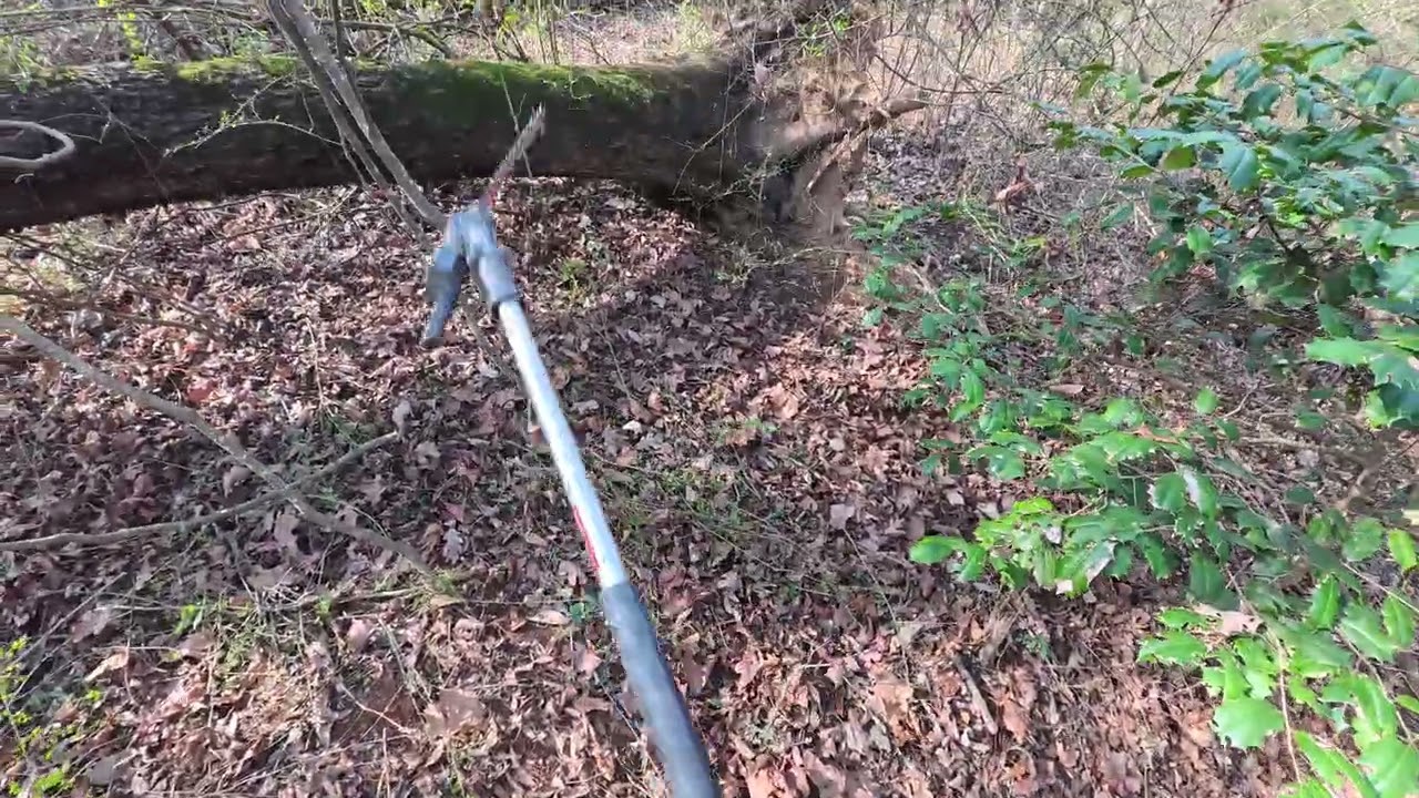 Clearing privit jungle with Milwuakee quik lok hedge trimmer