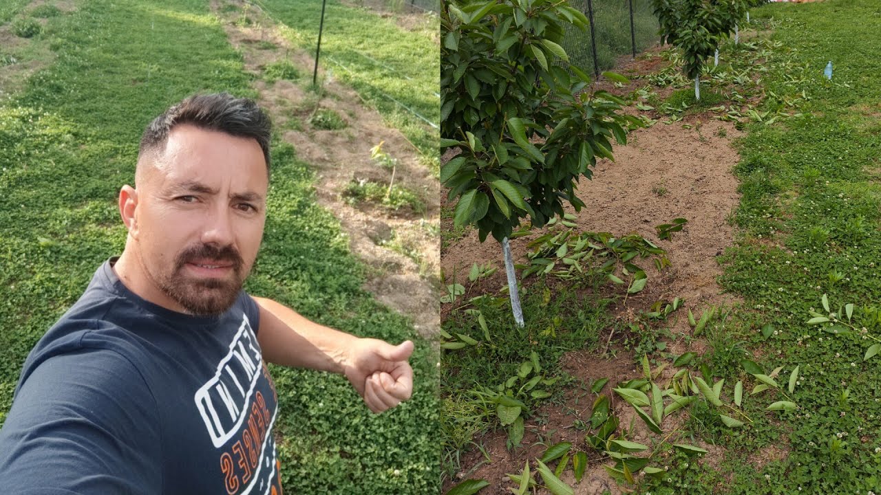 Tăierile in verde la prun ,măr și cireș 🫐🍏🍒și eficienta inciziilor din primăvară ✅🫐🍎