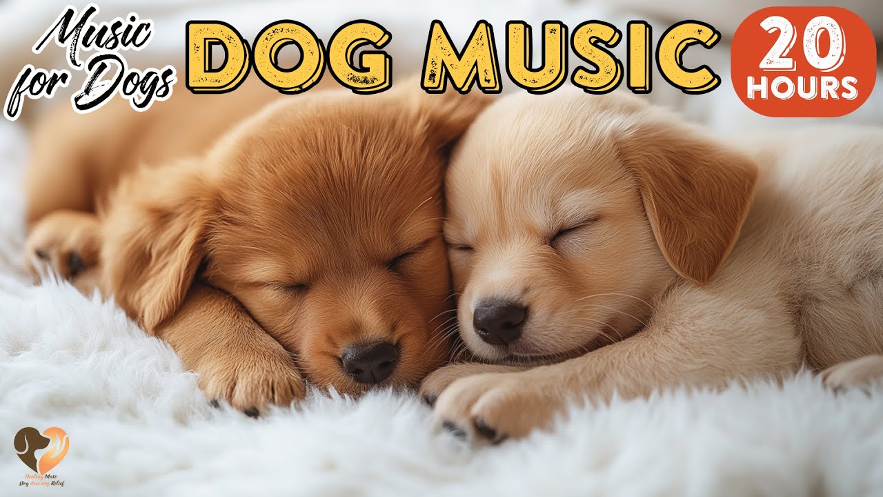 20 HOURS of Dog Calming Music🐶🎵Dog Separation Anxiety Help Music💖Total Dog Stability Music