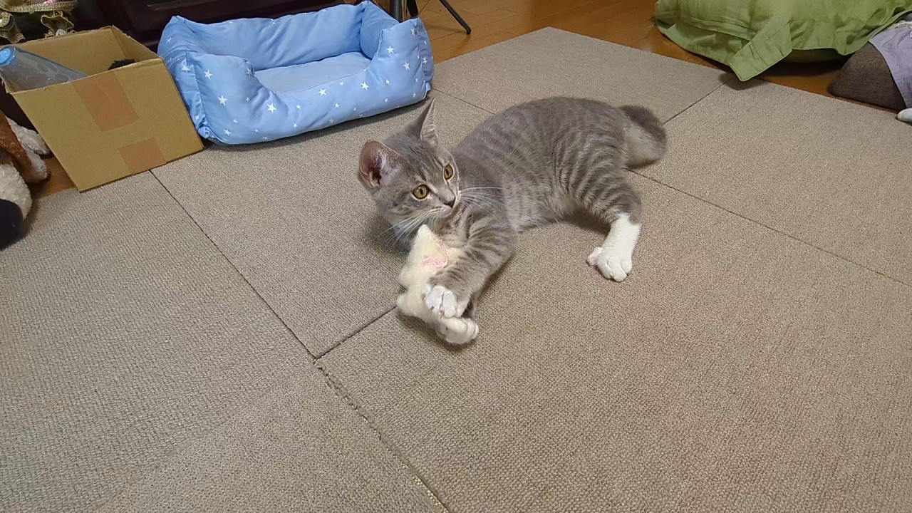 鳥さんより、子猫がいい！