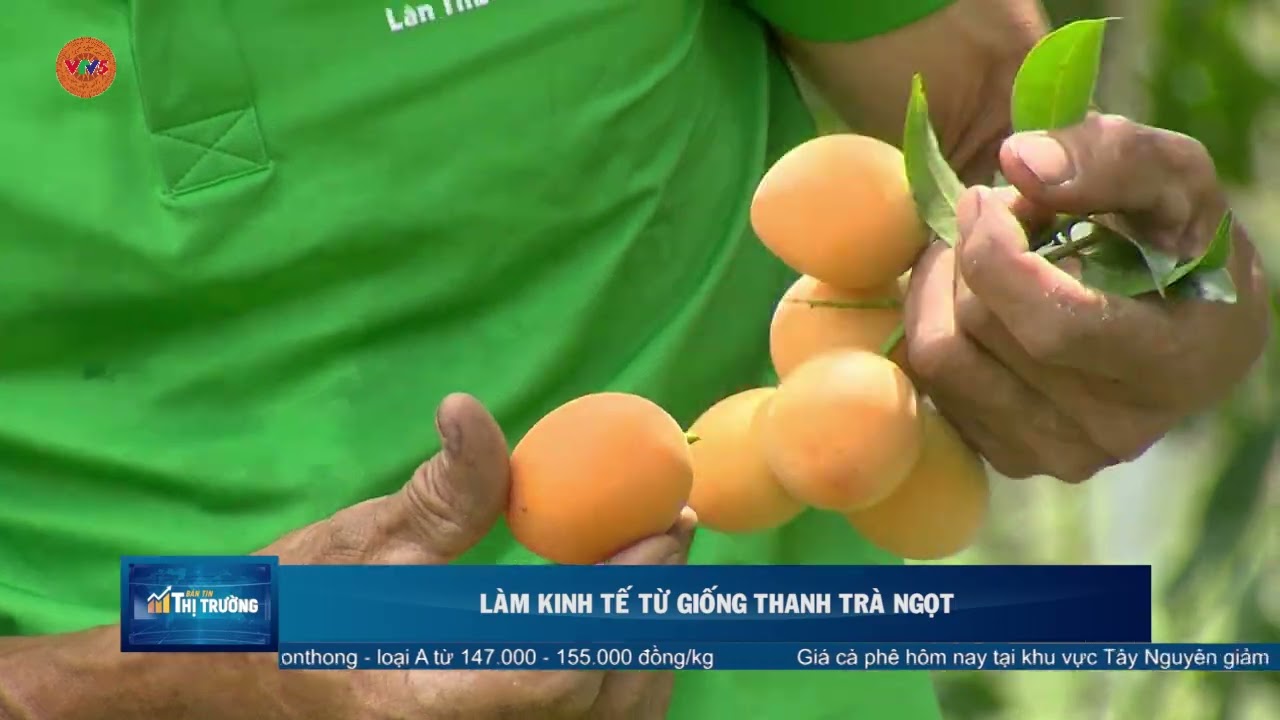 LÀM KINH TẾ TỪ GIỐNG THANH TRÀ NGỌT | VTV5