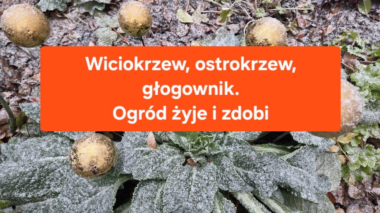 OSTROKRZEW BUKSZPANOWY, GŁOGOWNIK, WICIOKRZEW - zimozielone niezeykle ozdobne