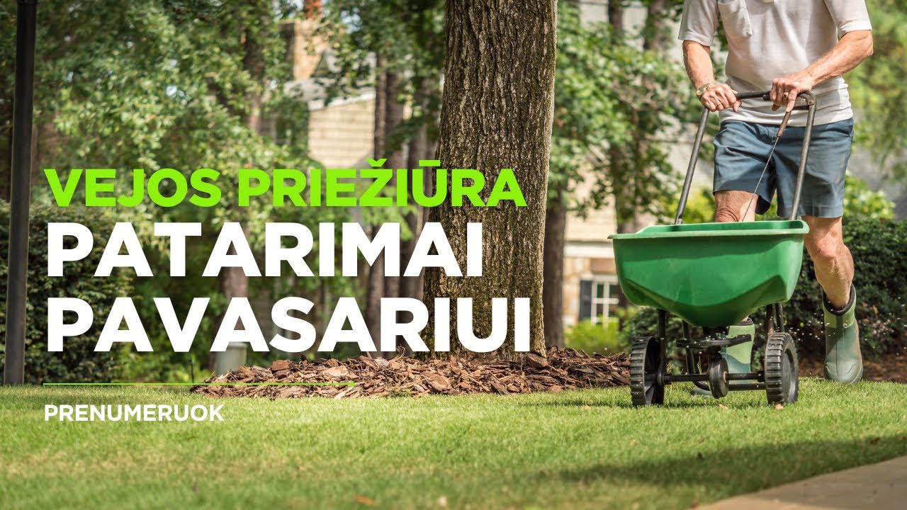 Kaip prižiūrėti veją pavasarį? Patarimai gražiai ir sveikai vejai