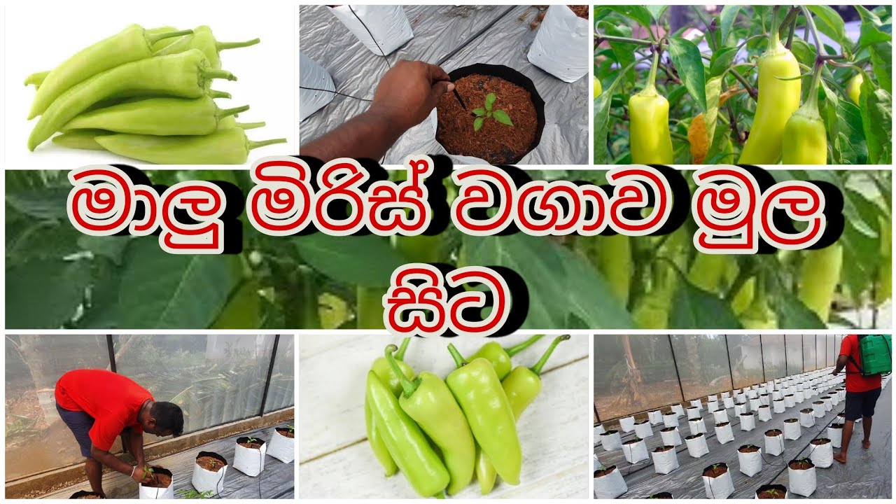 වර්ග අඩි 4000 ක මාලු මිරිස් වගාව මුලසිට🔥🔥🔥🌍