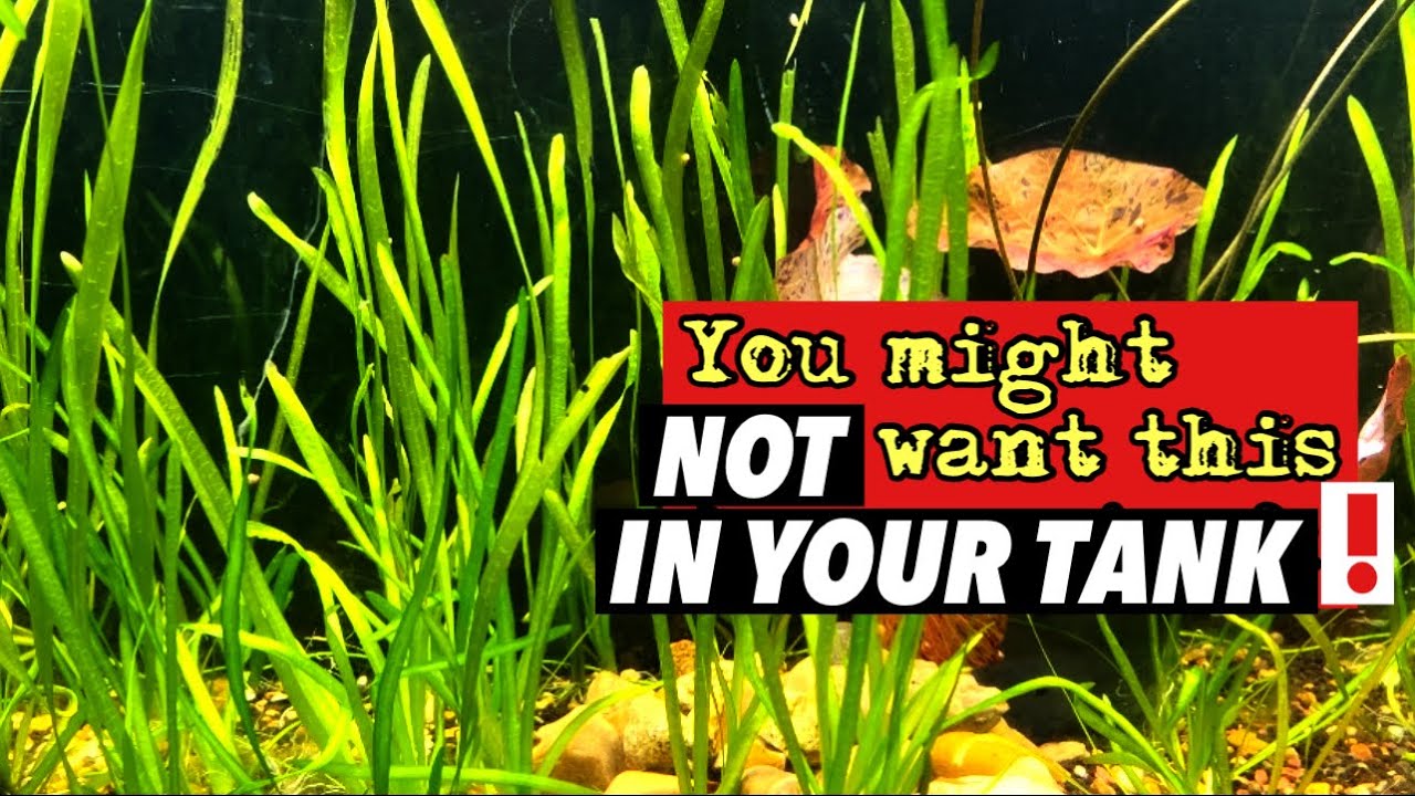 The TRUTH About Vallisneria!- pros, cons, How to Grow and Care for it in a Planted Aquarium