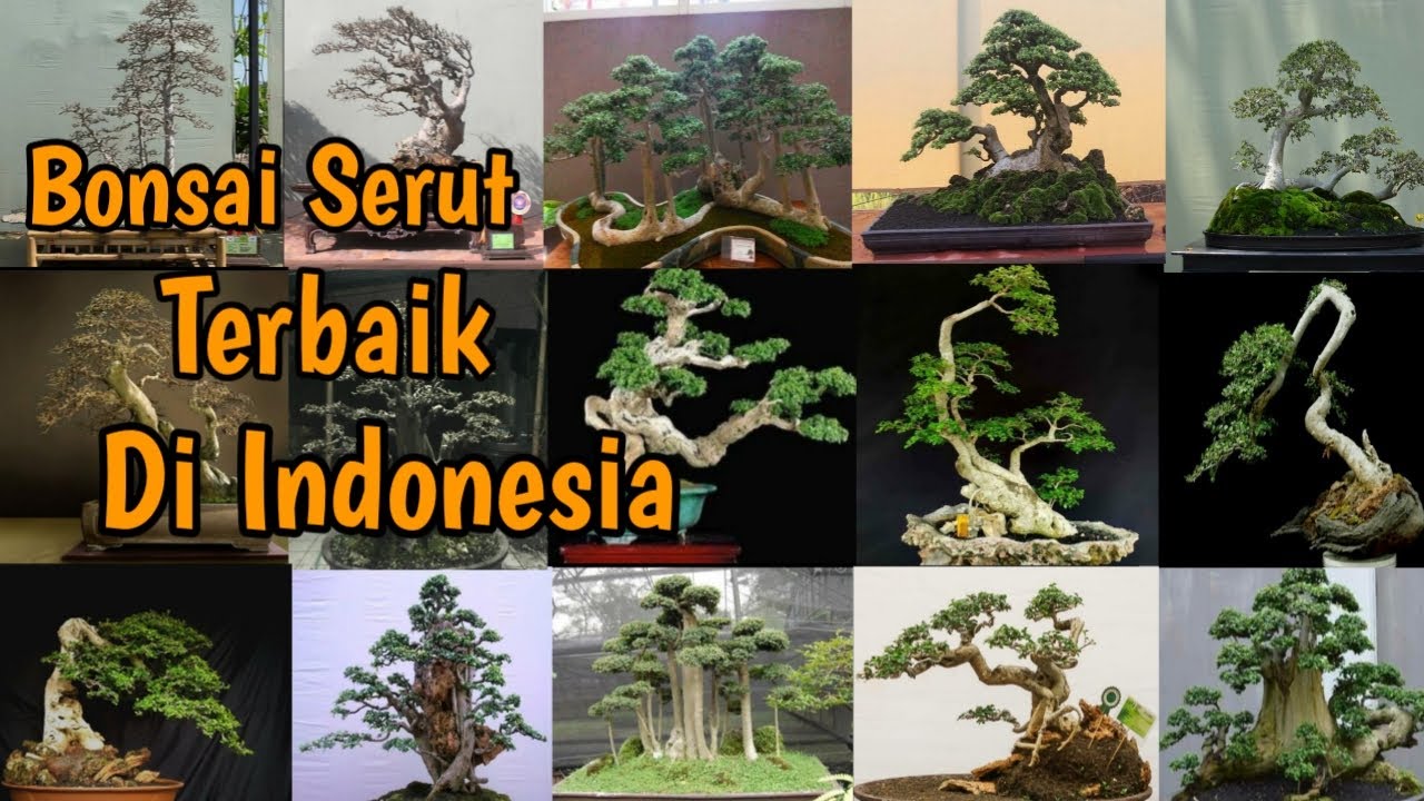 Kumpulan bonsai serut terbaik di indonesia || Ipenk Real Life