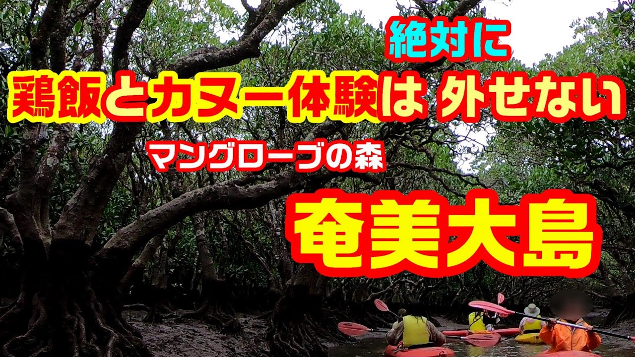 奄美大島を満喫　鶏飯とカヌー体験は外せない マングローブの森でカヌー初体験  奄美大島の旅