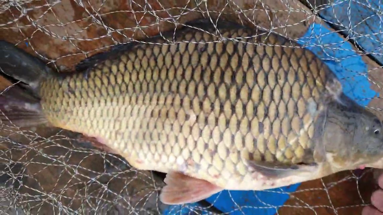 CANAL FRASINET ,FUNDULEA 2 IN REST ,,OAMENI BUNI 