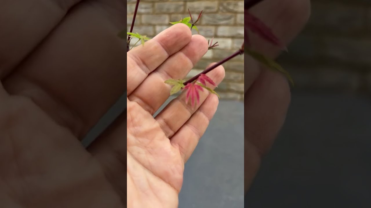 Quick update on the almost completely defoliated Deshojo Maple.