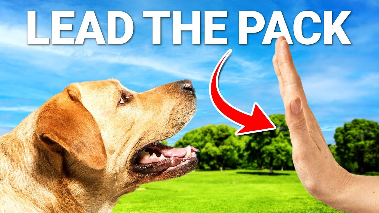 This is the ONLY Way Your Dog Will ACTUALLY Listen to You