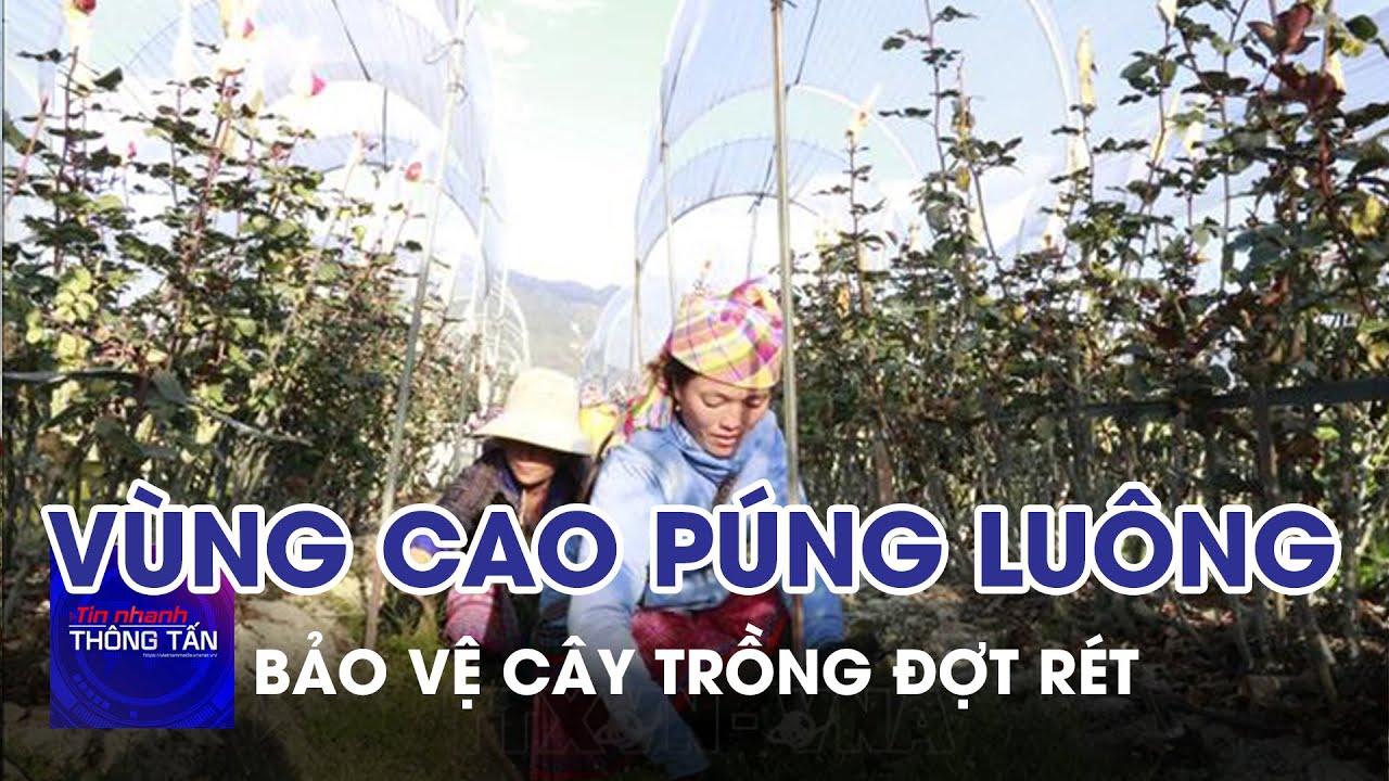 Vùng cao Púng Luông bảo vệ cây trồng trong các đợt rét | Tin nhanh Thông tấn